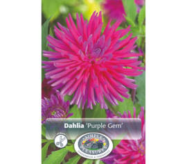 Dahlia Purple Gem (Cactus) (1 bulbe)