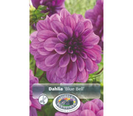Dahlia Blue Bell (Décoratif) (1 bulbe)