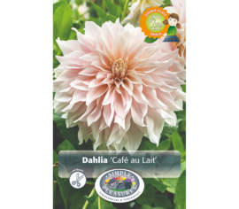 Dahlia Café au Lait (Dinnerplate) (Paquet de 2)