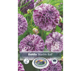 Dahlia Marble Ball (Géant) (1 bulbe)