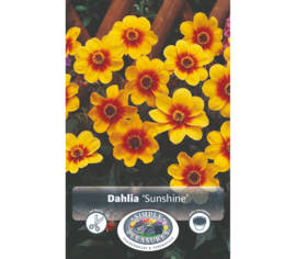 Dahlia Sunshine (Feuillage foncé) (1 bulbe)