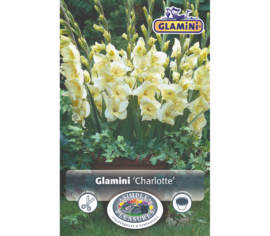 Glaïeul Charlotte (Glamini) (Paquet de 10 bulbes)