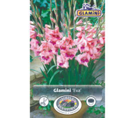 Glaïeul Eva (Glamini) (Paquet de 10 bulbes)