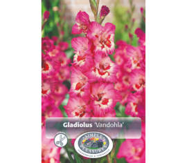Glaïeul Vandohia (Large Flowering) (Paquet de 8) (taille : 14 cm et +)