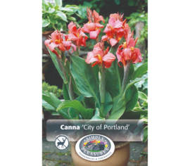 Canna City of Portland (1 unité)
