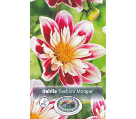 Dahlia Fashion Monger (Mignon) (1 bulbe)