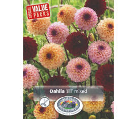 Dahlia Jill Mixed (Emballage économique) (Paquet de 3 bulbes)