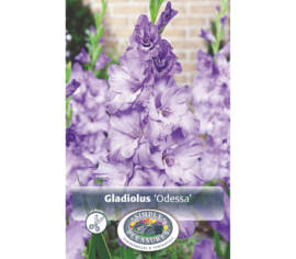 Glaïeul Odessa (Perroquet) (Paquet de 10 bulbes)