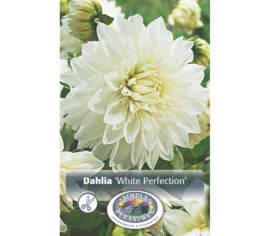 Dahlia White Perfection (Décoratif) (1 bulbe)