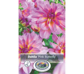 Dahlia Pink Butterfly (Décoratif) (1 bulbe)