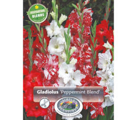 Glaïeul Peppermint Blend (Période de floraison étendue - Inspiration Blend) (Paquet de 32 bulbes)