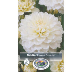 Dahlia Serena (Karma) (1 bulbe)