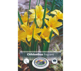 Chlidanthus Fragrans (Paquet de 2) (taille : 10/12 cm)