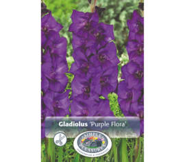 Glaïeul Purple Flora (À grandes fleurs) (Paquet de 8 bulbes)