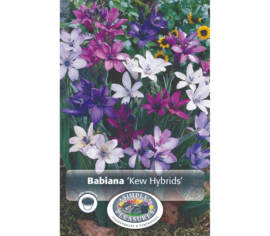 Babiana Kew Hybrids (Paquet de 8 bulbes)