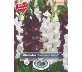 Glaïeul Two Color Blend (Mélange Perfect Partners) (Paquet de 15) (taille : 12/14 cm)