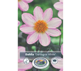 Dahlia Dahlegria White (Feuillage foncé) (1 unité)