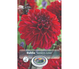 Dahlia Seniors Love (Décoratif) (1 bulbe)