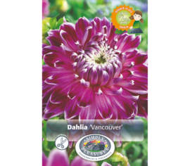 Dahlia Vancouver (Dinnerplate) (Paquet de 2 bulbes)
