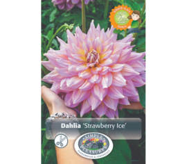 Dahlia Strawberry Ice (Dinnerplate) (1 bulbe)