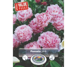 Pivoine Hardy Pink (Emballage économique) (Paquet de 2 bulbes)