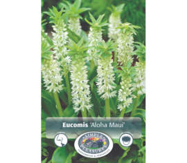 Eucomis Aloha Maui (Paquet de 2 bulbes)