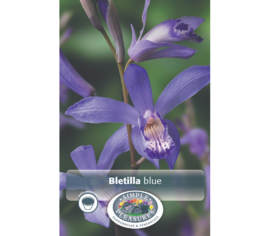 Bletilla Blue (Paquet de 2 bulbes)