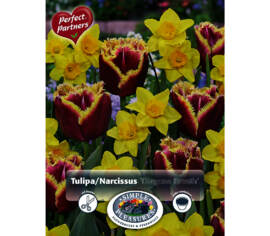 Tulip and Narcissus Dragon's Breath (Perfect Partners Mix) (Package of 16 bulbs)