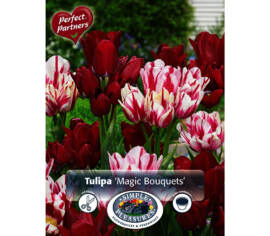 Tulipe Magic Bouquets (Mélange Perfect Partners) (Paquet de 12 bulbes)