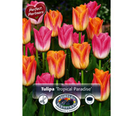 Tulipe Tropical Paradise (Mélange Perfect Partners) (Paquet de 16 bulbes)