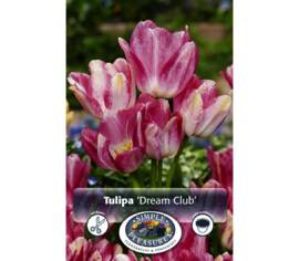 Tulipe Dream Club (Bouquet) (Paquet de 6 bulbes)