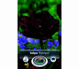 Tulipe Palmyra (Double hâtive) (Paquet de 8 bulbes)