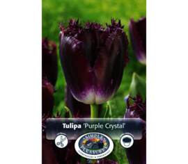 Tulip Purple Crystal (Fringed) (Package of 8 bulbs)