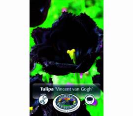 Tulipe Vincent van Gogh (Frangée) (Paquet de 8 bulbes)
