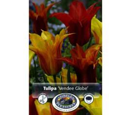 Tulip Vendee Globe (Lily Flowering) (Package of 8 bulbs)