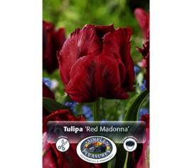 Tulipe Red Madonna (Perroquet) (Paquet de 6 bulbes)