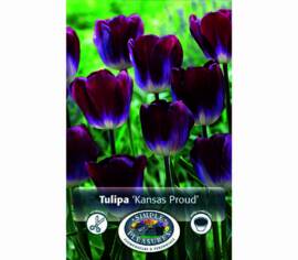 Tulip Kansas Proud (Triumph) (Package of 8 bulbs)