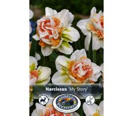 Narcissus My Story (Double) (Package of 5 bulbs)