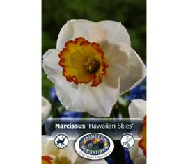 Narcissus Hawaiian Skies (Large Cupped) (Package of 5 bulbs)