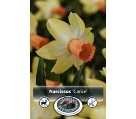Narcisse Carice (Specie) (Paquet de 5 bulbes)
