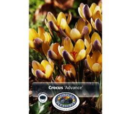 Crocus Advance (Chrysanthus) (Specie - Snow) (Paquet de 15 bulbes)