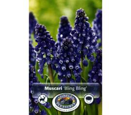 Muscari Bling Bling (Paquet de 10 bulbes)