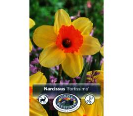 Narcisse Fortissimo (Large Cupped) (Paquet de 5) (taille : 14/16 cm)