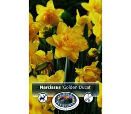 Narcisse Golden Ducat (Double) (Paquet de 5) (taille : 14/16 cm)
