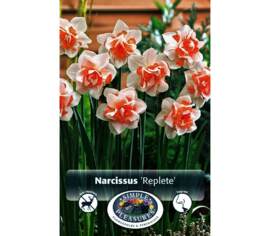Narcisse Replete (Double) (Parfumé) (Zone : 3) (Paquet de 5) (taille : 14/16 cm)