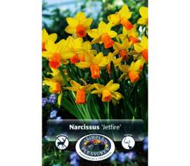 Narcisse Jetfire (Specie) (Parfumé) (Paquet de 10 bulbes)