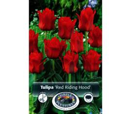 Tulipe Red Riding Hood (Greigii) (Zone : 3) (Paquet de 8 bulbes)
