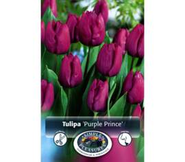 Tulipe Purple Prince (Simple hâtive) (Parfumée) (Zone : 3) (Paquet de 8 bulbes)