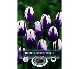 Tulipe Blueberry Ripple (Triumph - Rembrandt) (Zone : 3) (Paquet de 8 bulbes)