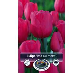 Tulipe Don Quichotte (Triumph) (Zone : 3) (Paquet de 8) (taille : 12 cm et +)